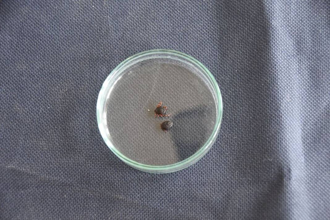 Bu illerde yaşayanlar dikkat: İnsanların gölgesini ve kokusunu algılıyor! Ölümcül olabilir 18